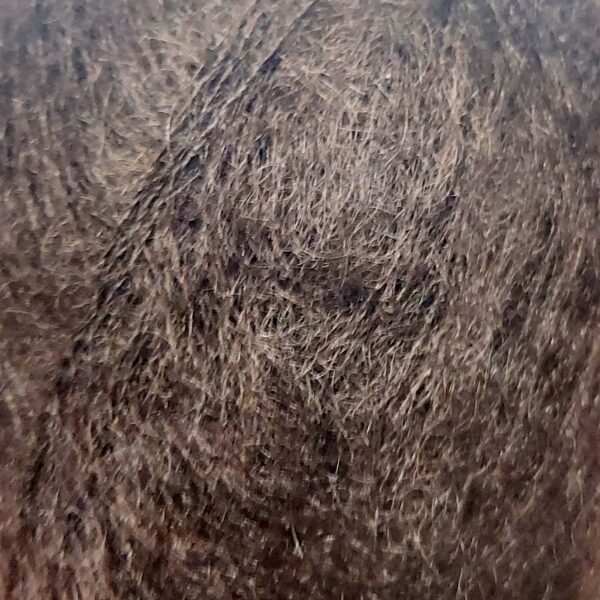 Silk Mohair 34 chocolate